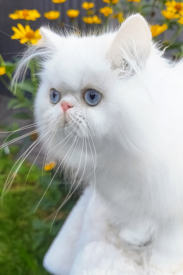 Pufik | Persian Kitten