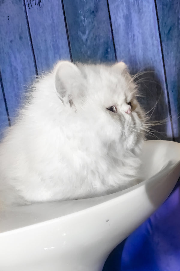 Pufik | Persian Kitten