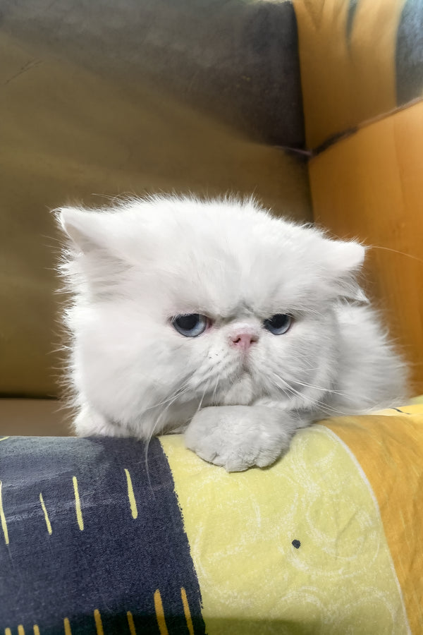 Pufik | Persian Kitten