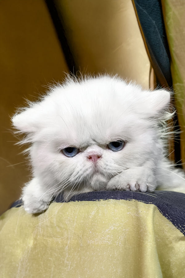 Pufik | Persian Kitten