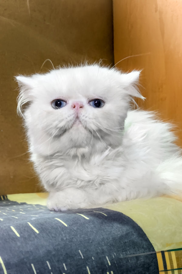 Pufik | Persian Kitten