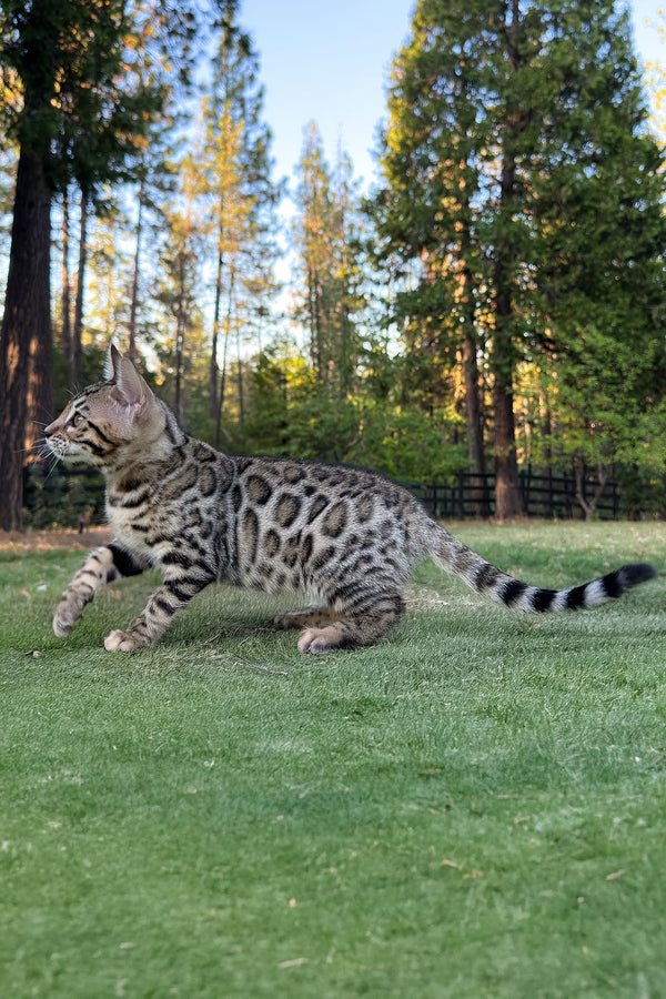 Puma | Bengal Kitten