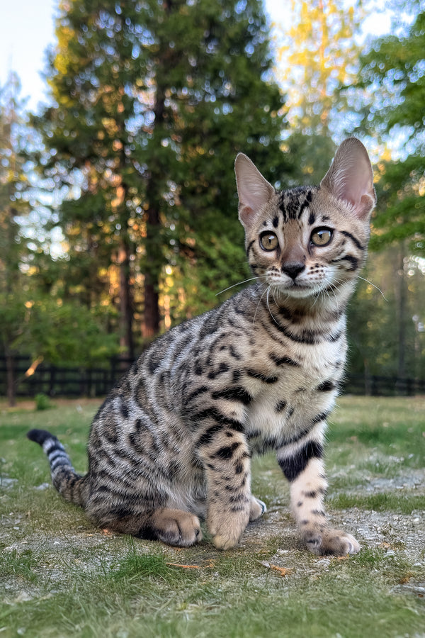 Puma | Bengal Kitten