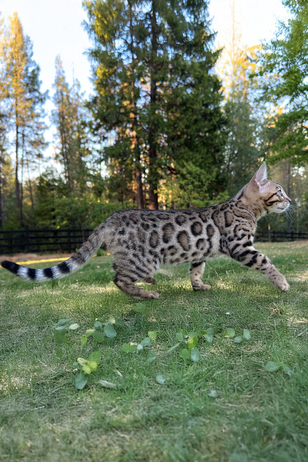 Puma | Bengal Kitten