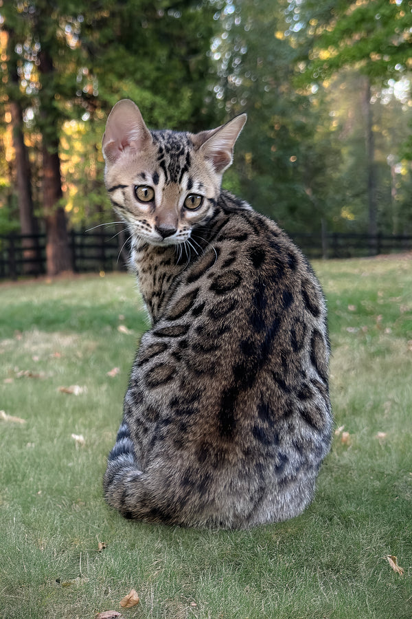 Puma | Bengal Kitten
