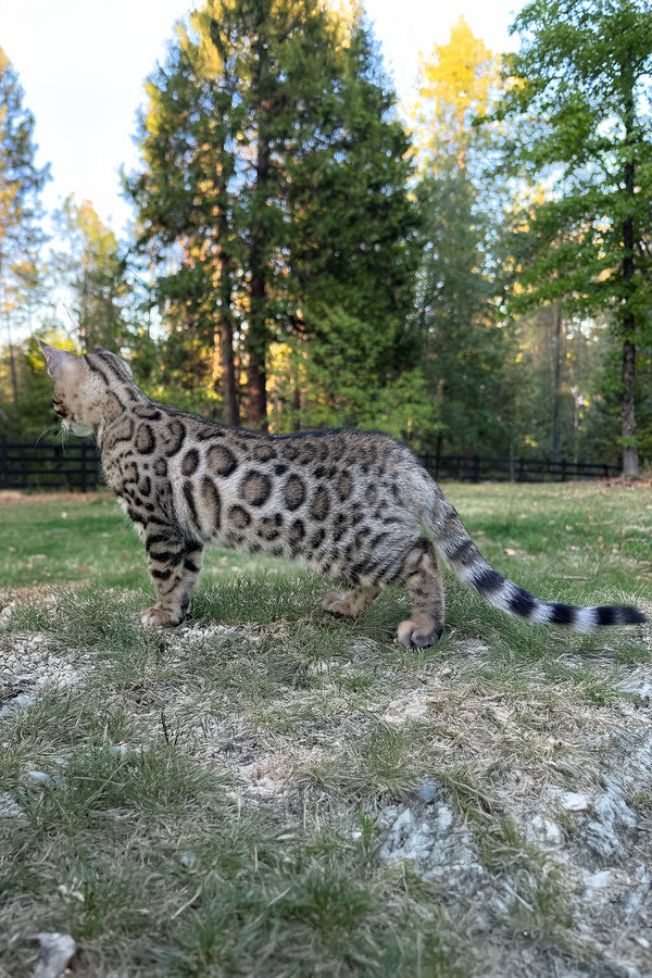 Puma | Bengal Kitten