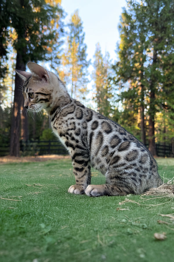 Puma | Bengal Kitten