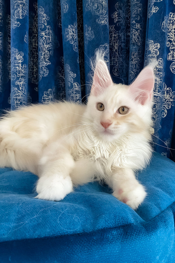 Pumpkin | Maine Coon Kitten