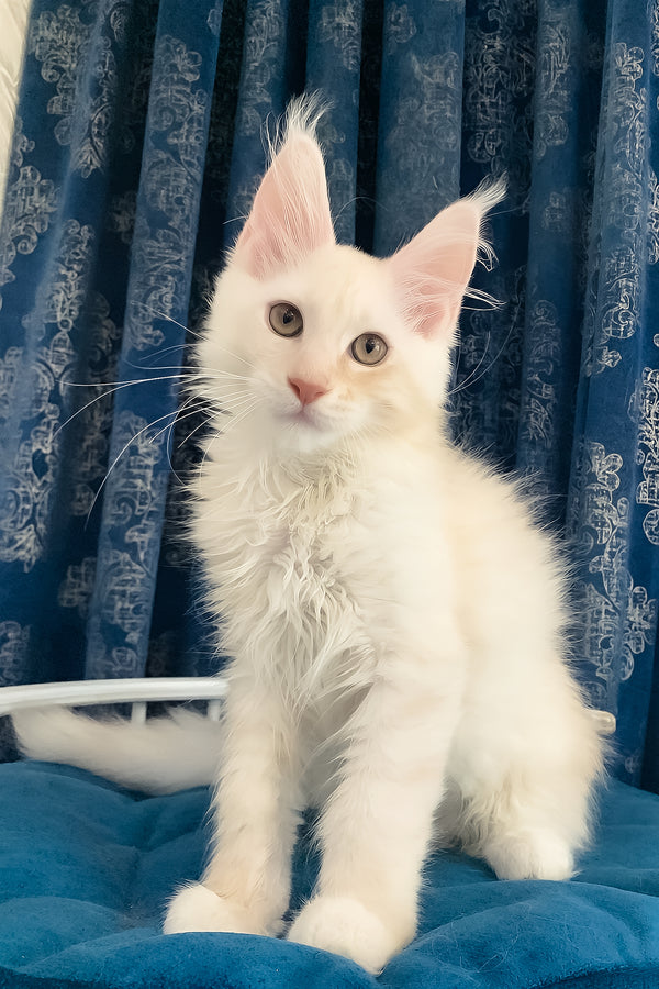 Pumpkin | Maine Coon Kitten