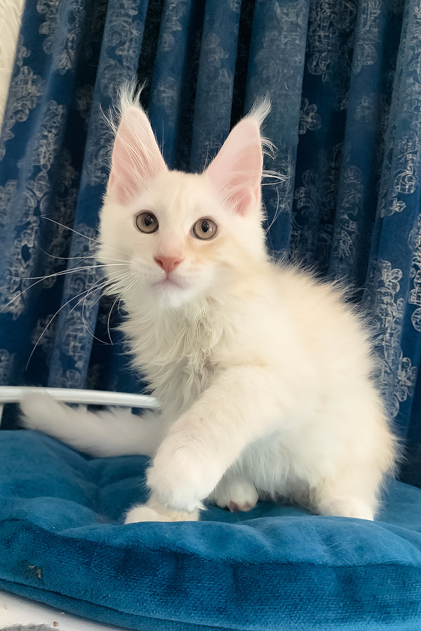Pumpkin | Maine Coon Kitten