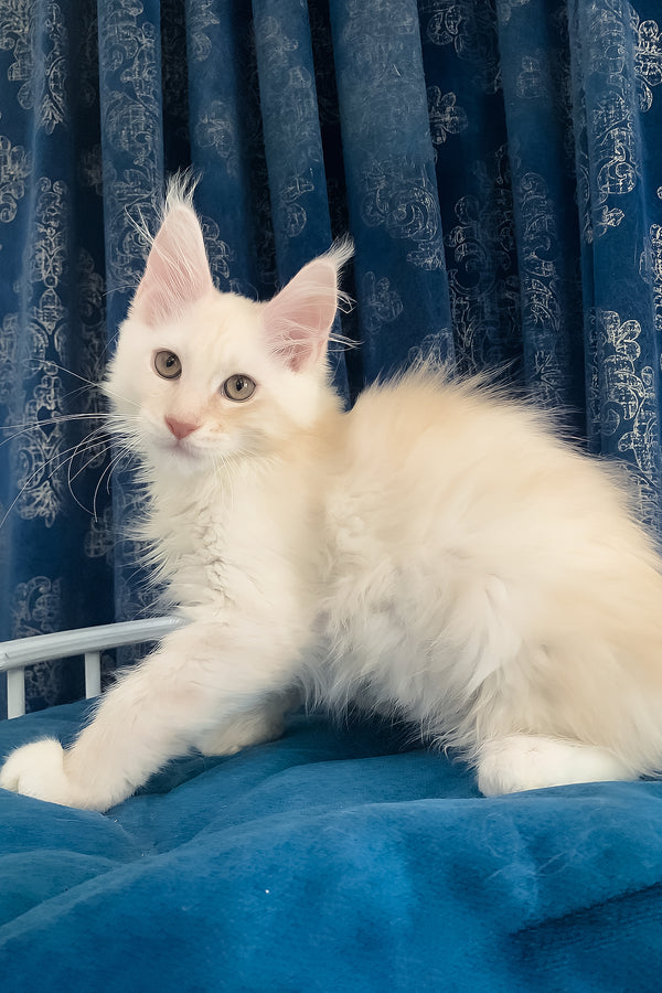 Pumpkin | Maine Coon Kitten