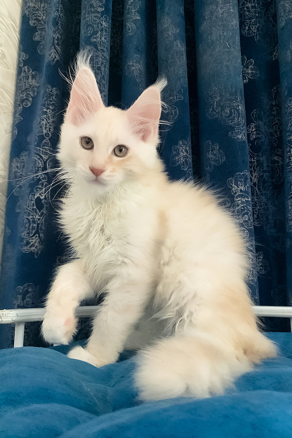 Pumpkin | Maine Coon Kitten