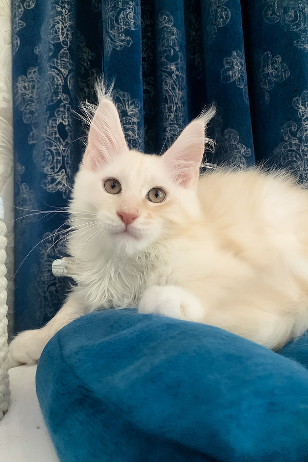 Pumpkin | Maine Coon Kitten