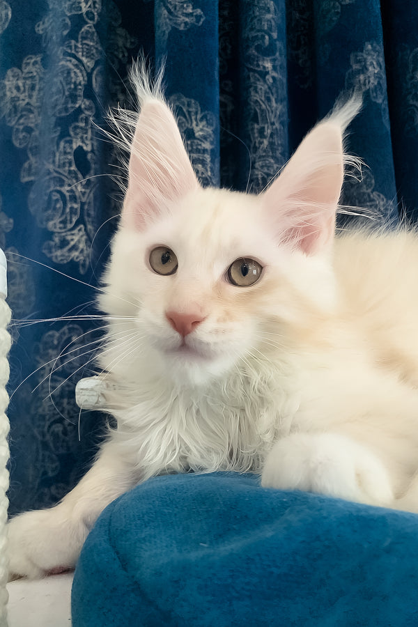 Pumpkin | Maine Coon Kitten