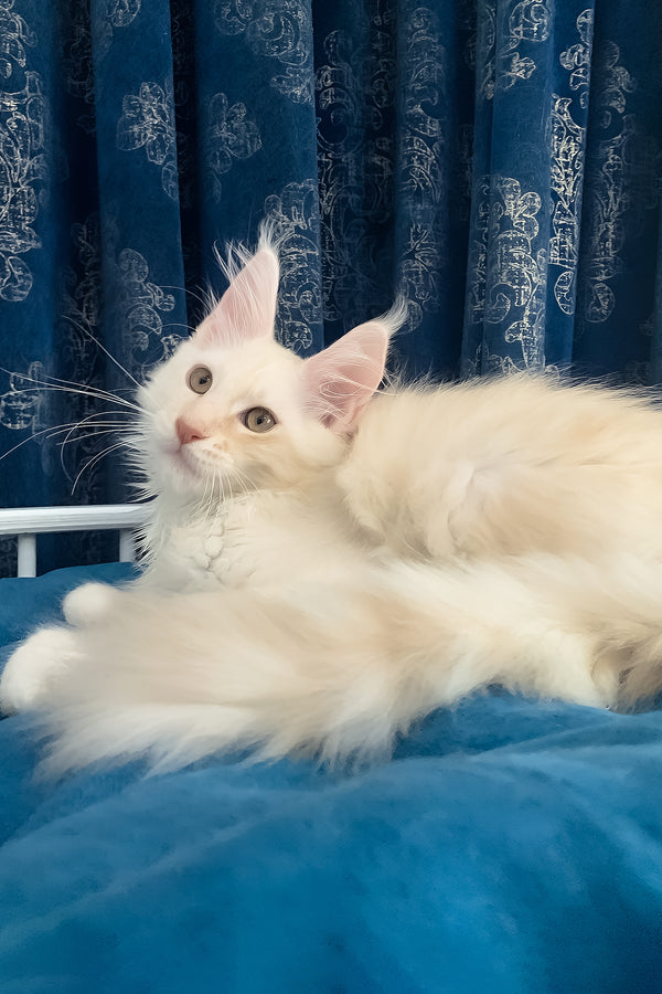 Pumpkin | Maine Coon Kitten