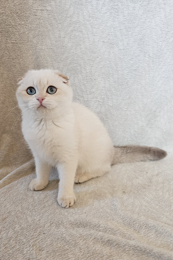 Pumpkin | Scottish Fold Kitten