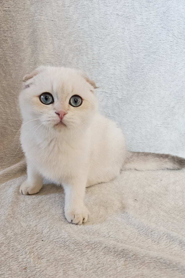 Pumpkin | Scottish Fold Kitten