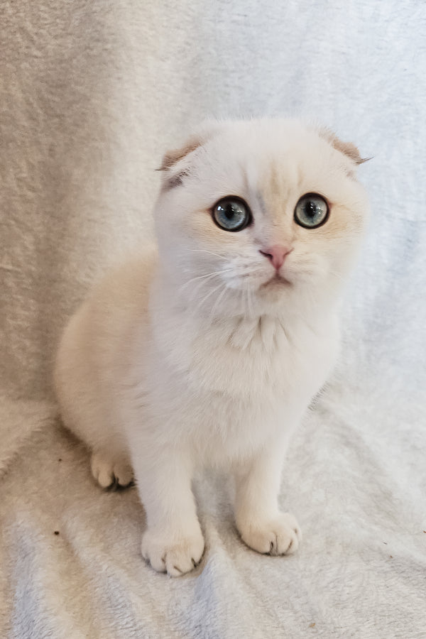 Pumpkin | Scottish Fold Kitten