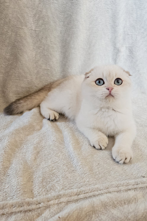 Pumpkin | Scottish Fold Kitten