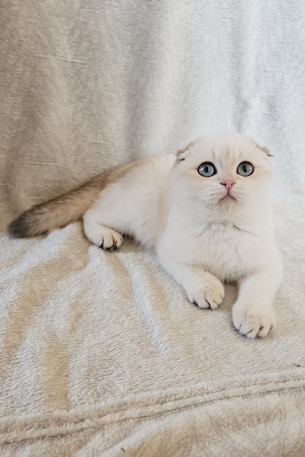 Pumpkin | Scottish Fold Kitten