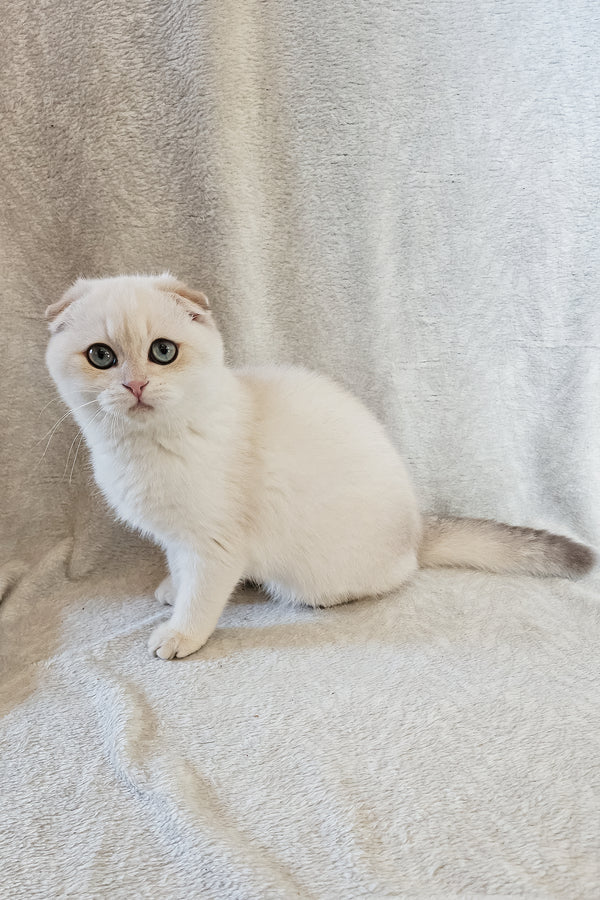 Pumpkin | Scottish Fold Kitten
