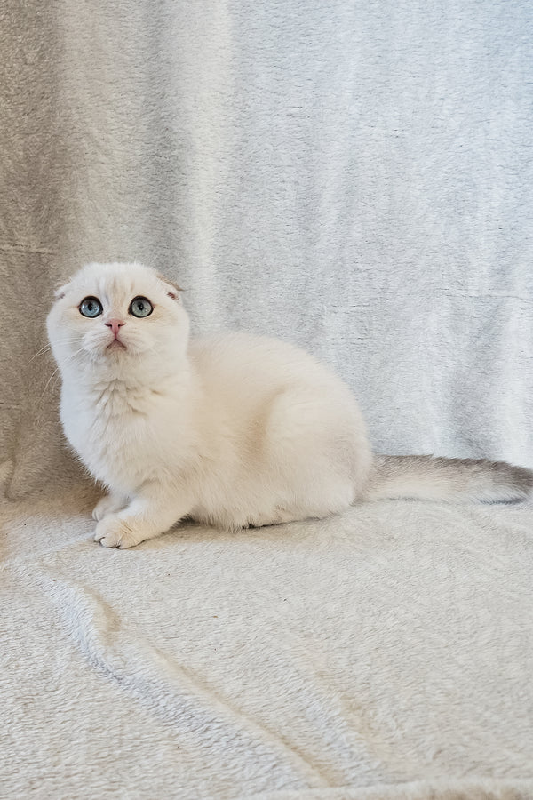 Pumpkin | Scottish Fold Kitten