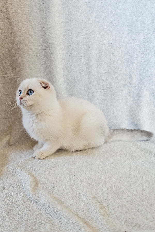 Pumpkin | Scottish Fold Kitten