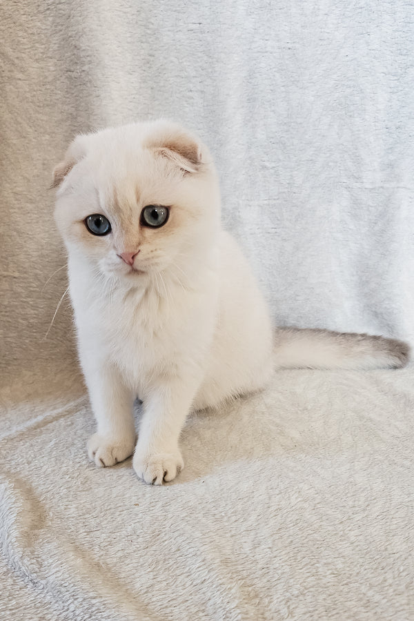 Pumpkin | Scottish Fold Kitten