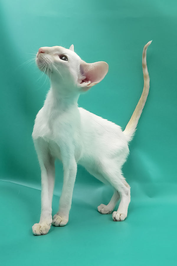 Pushan | Oriental Shorthair Kitten