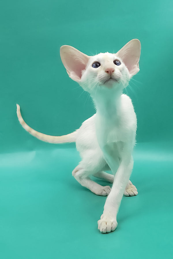 Pushan | Oriental Shorthair Kitten