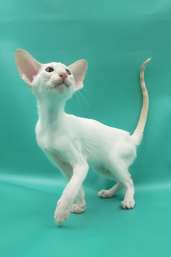 Pushan | Oriental Shorthair Kitten