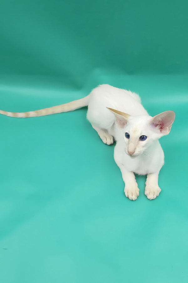 Pushan | Oriental Shorthair Kitten