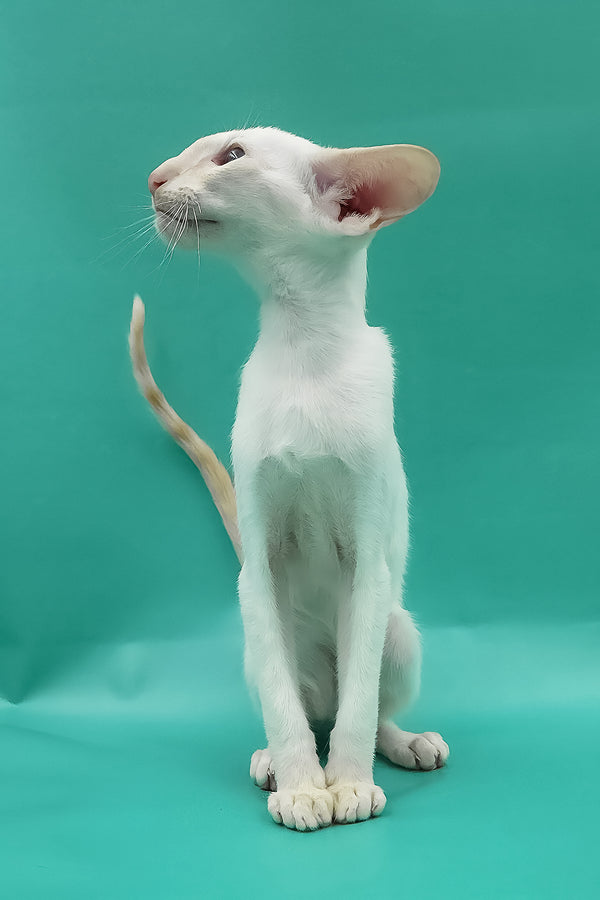 Pushan | Oriental Shorthair Kitten