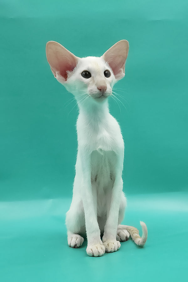 Pushan | Oriental Shorthair Kitten