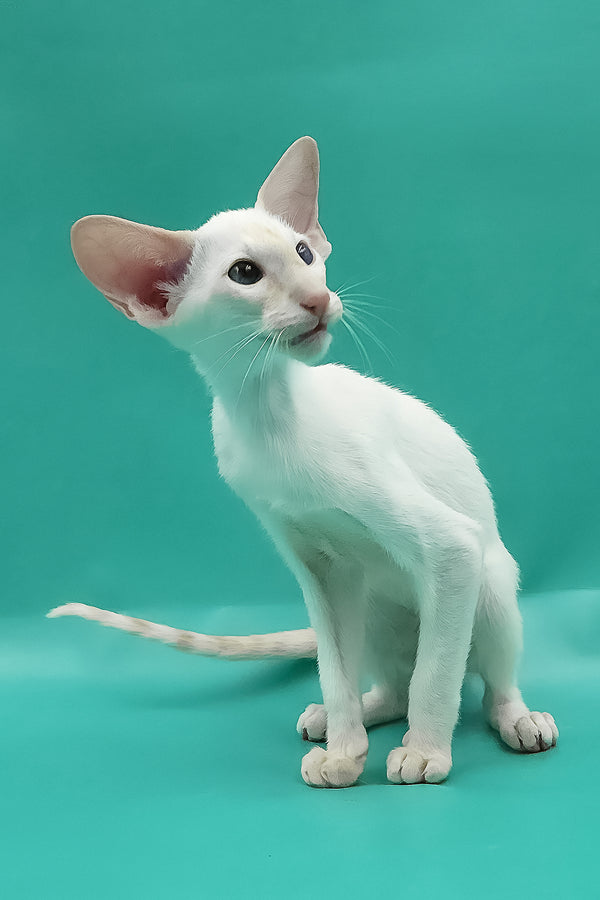 Pushan | Oriental Shorthair Kitten