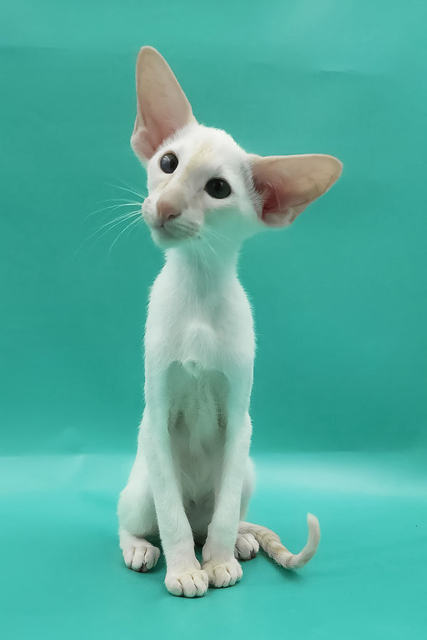 Pushan | Oriental Shorthair Kitten