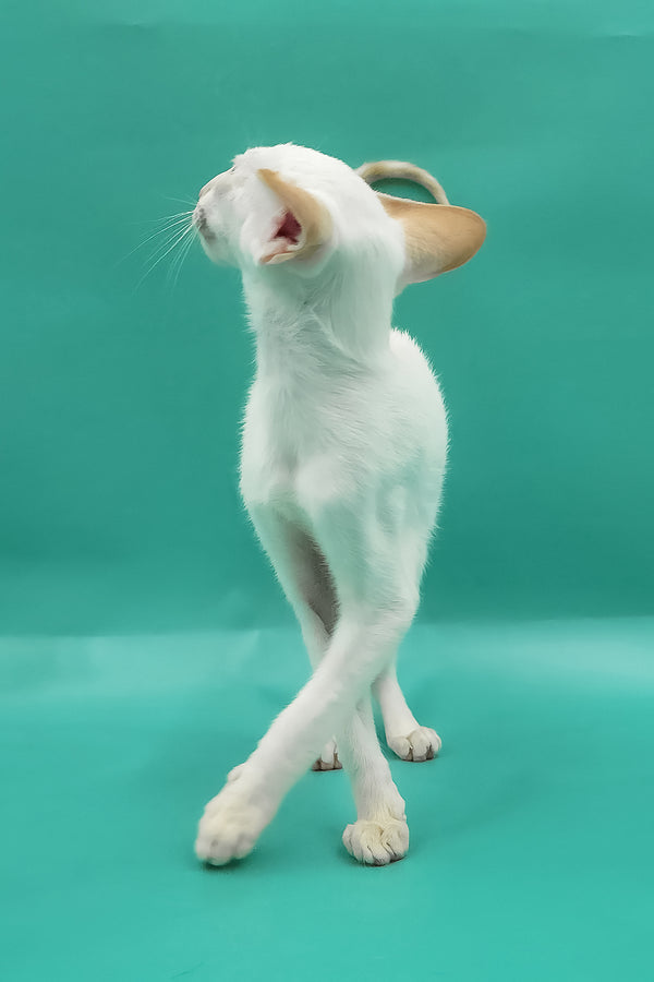 Pushan | Oriental Shorthair Kitten