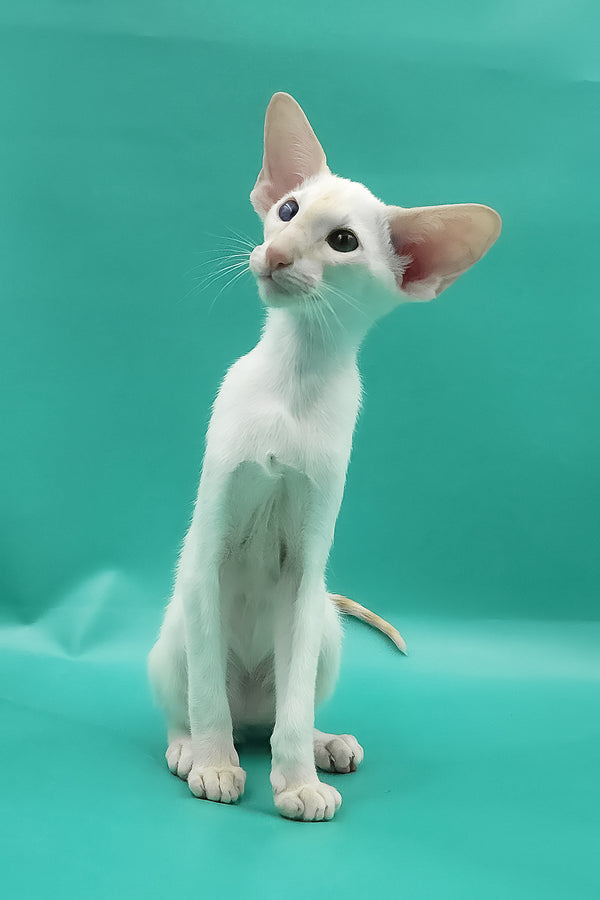 Pushan | Oriental Shorthair Kitten