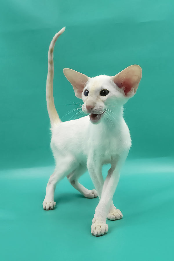 Pushan | Oriental Shorthair Kitten