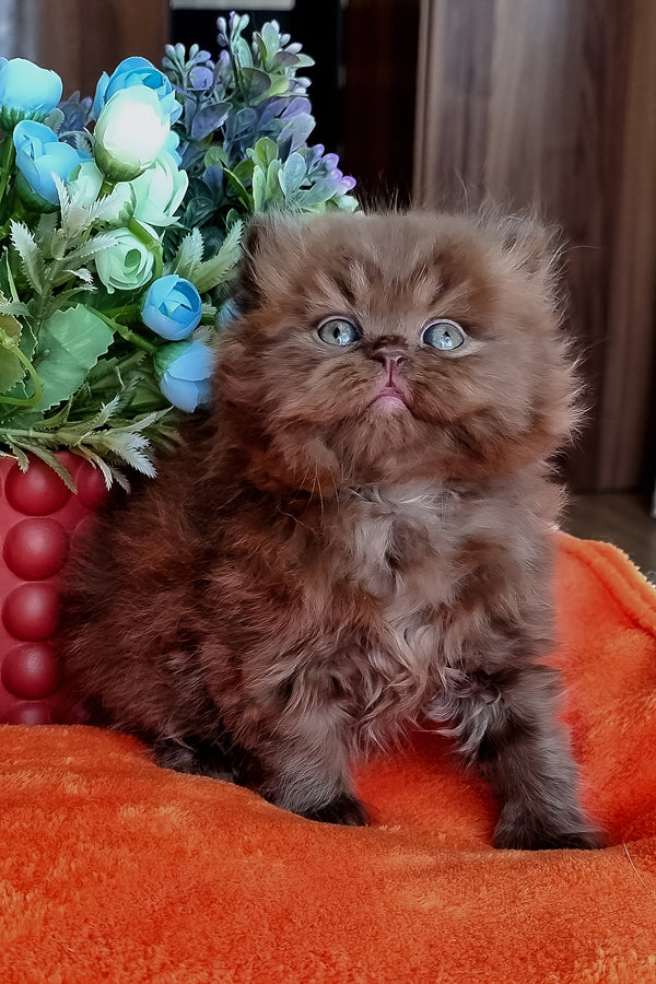 Parker | British Longhair Kitten