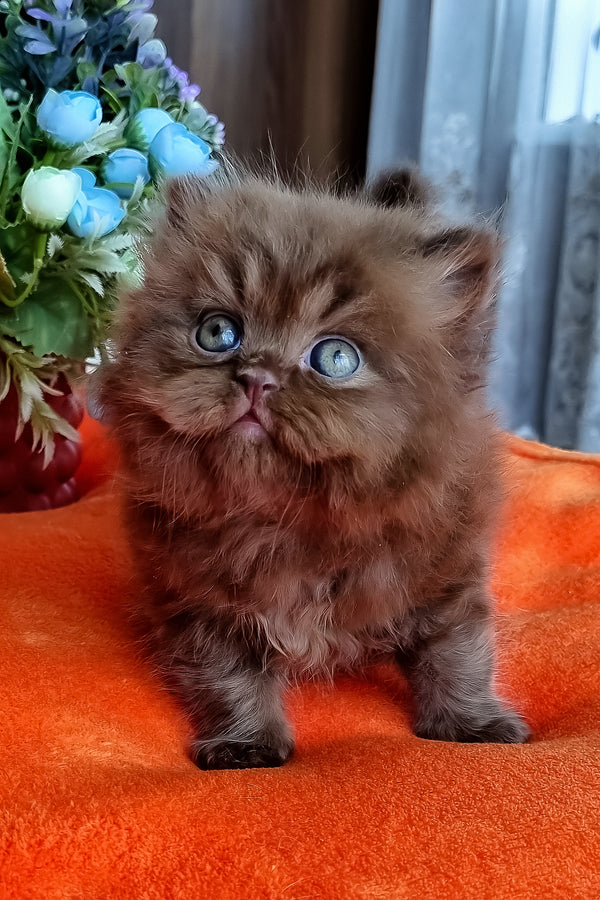 Parker | British Longhair Kitten