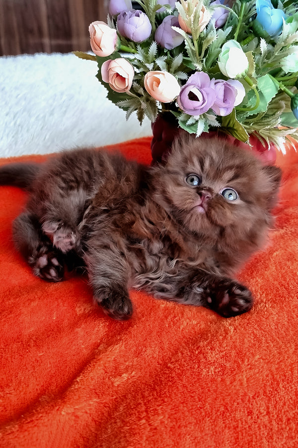 Parker | British Longhair Kitten