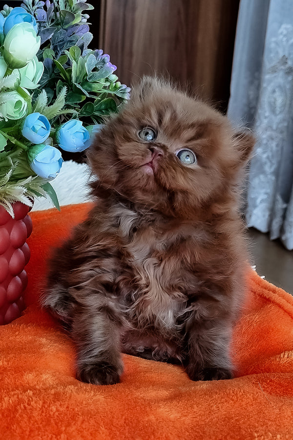 Parker | British Longhair Kitten