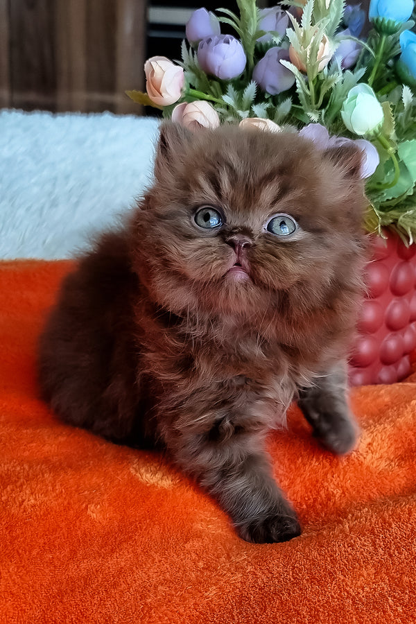 Parker | British Longhair Kitten