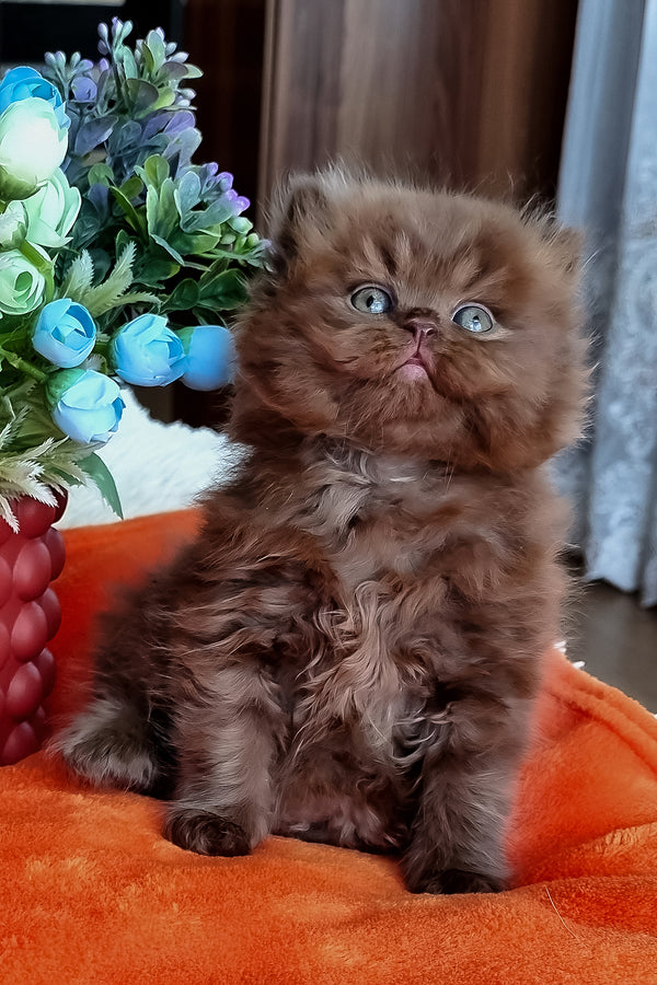 Parker | British Longhair Kitten
