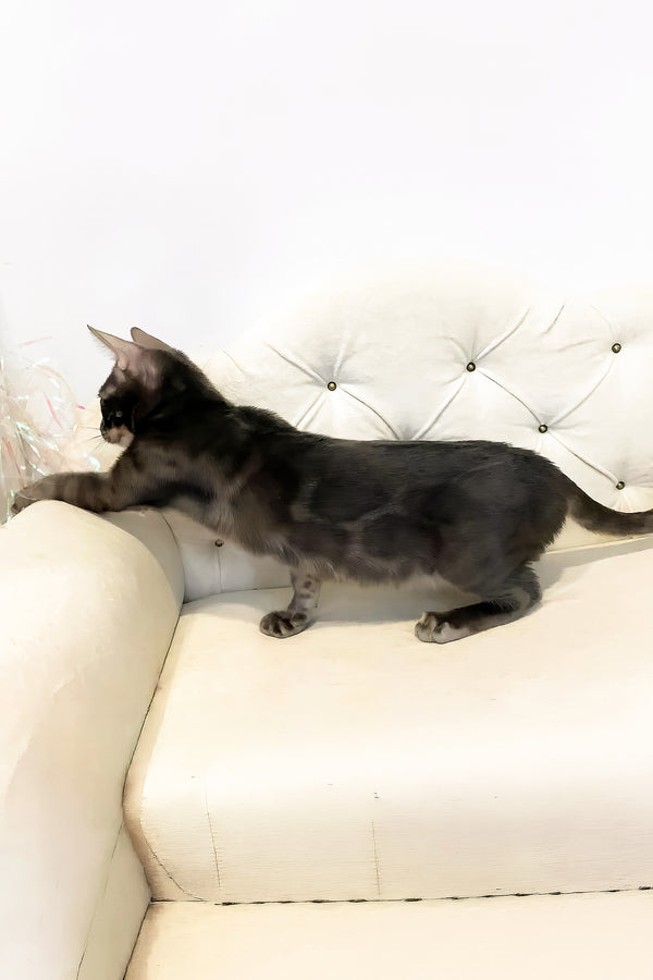 Qisha | Bengal Kitten