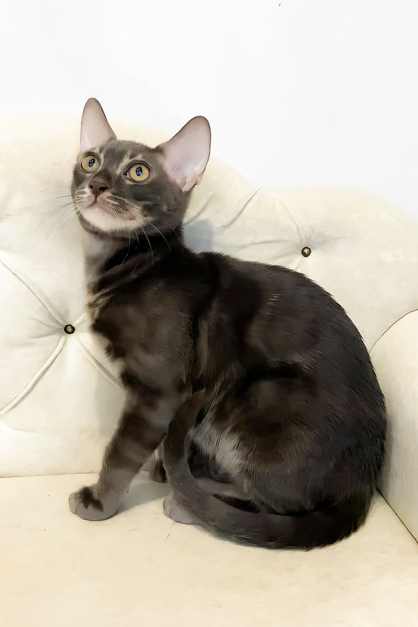 Qisha | Bengal Kitten