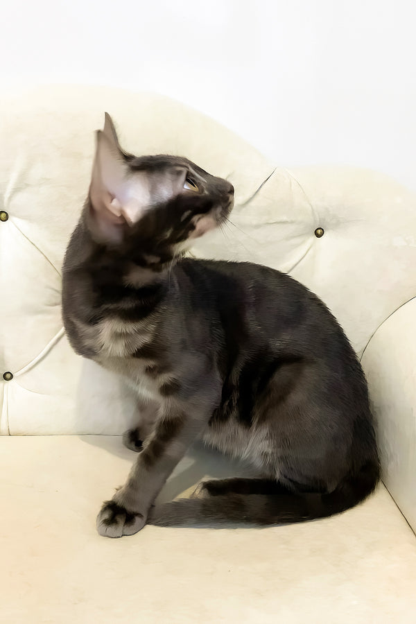 Qisha | Bengal Kitten