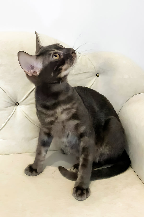 Qisha | Bengal Kitten