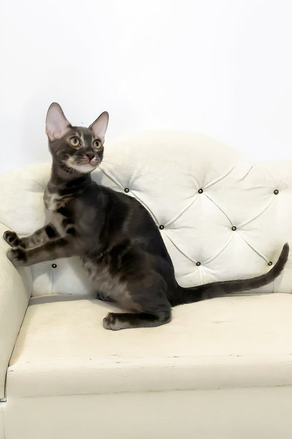 Qisha | Bengal Kitten